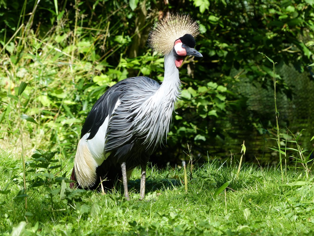 The crowned crane is zoo animal of the year 2026 // &copy; Hansestadt Stralsund