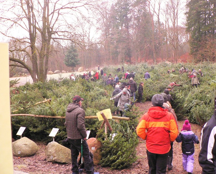 Kerstbomenmarkt boswachterij Neu Pudagla, © (c) Kurverwaltung Ückeritz