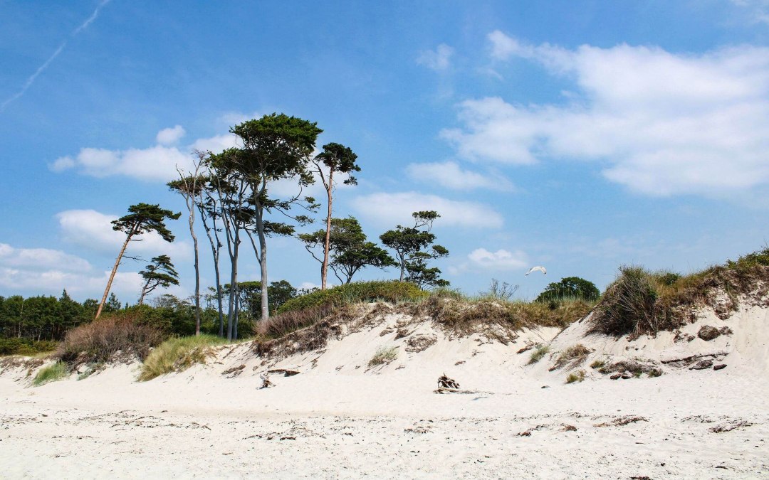 Wesstrand Dar&szlig; met natuurlijk strand in de zomer // &copy; TMV/Gohlke