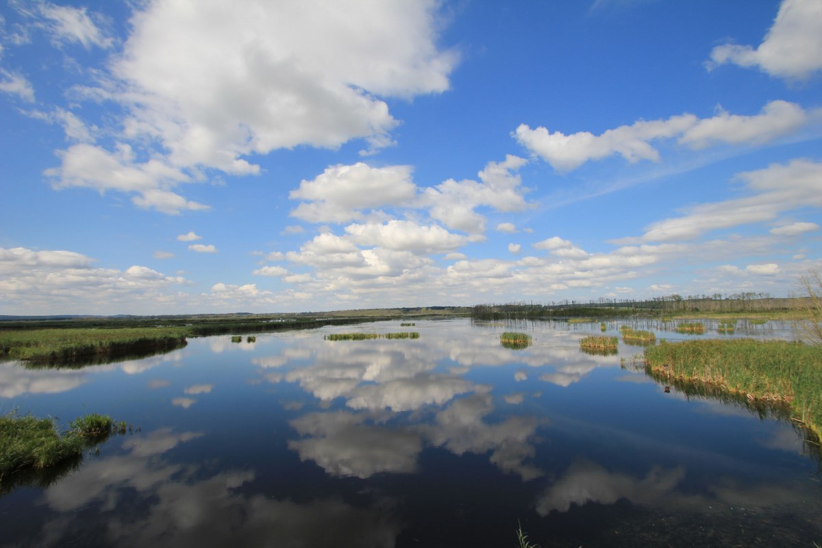 Great raisin, &copy; M. Kiauka