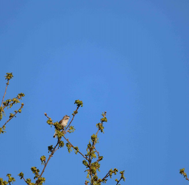 Der Fr&uuml;hling ist da und damit auch das Vogelgezwitscher. Jetzt im Fr&uuml;hjahr sind unsere Singv&ouml;gel besonders intensiv zu h&ouml;ren, sei es, um ein Weibchen zu umwerben oder einen Revieranspruch zu festigen.
Sich die ganzen Melodien zu merken und dann auch noch dem richtigen S&auml;nger zuzuordnen, damit sind manche Naturfreunde &uuml;berfordert. Die verschiedenen Lebensr&auml;ume, in denen die Arten zu Hause sind, geben Aufschluss &uuml;ber die Lebensweise. Damit die Vogelstimmen etwas vertrauter werden, l&auml;dt der F&ouml;rderverein des Naturparks Mecklenburgische Schweiz und Kummerower See zu einer Vogelstimmenwanderung ein. Gef&uuml;hrt wird diese von dem Ornithologen Peter Boje aus Teterow.
Der Treffpunkt ist in Teterow auf dem Parkplatz der Gastst&auml;tte &bdquo;Hohes Holz&ldquo;. Von hier aus wird zu Fu&szlig; etwa 3 Kilometer gewandert. Ein Fernglas solle unbedingt dabei sein. // &copy; Gudrun Marin-Ziegler