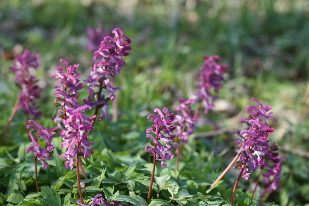 25-04-12 Where the larkspur, GMZ, &copy; Gudrun Marin-Ziegler