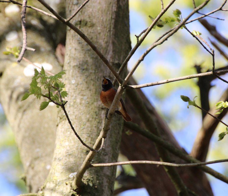 Rudzik na drzewie klonowym, &copy; Hannes Brendler