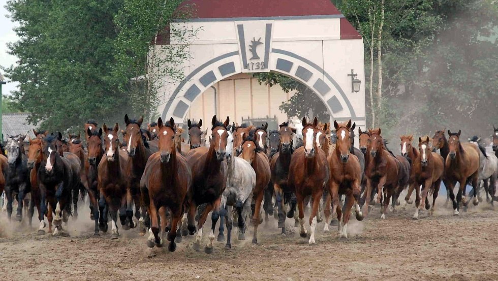 Ganschow mare parade // &copy; Gest&uuml;t Ganschow