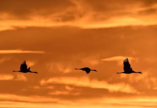 Kraniche am Abend // &copy; Karsten Peter