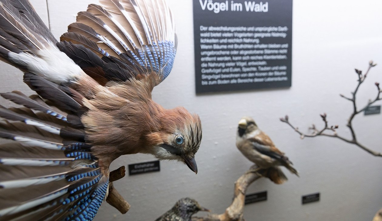 Vögel im Wald_(c) Anke Neumeister_Deutsches Meeresmuseum, © Anke Neumeister/Deutsches Meeresmuseum