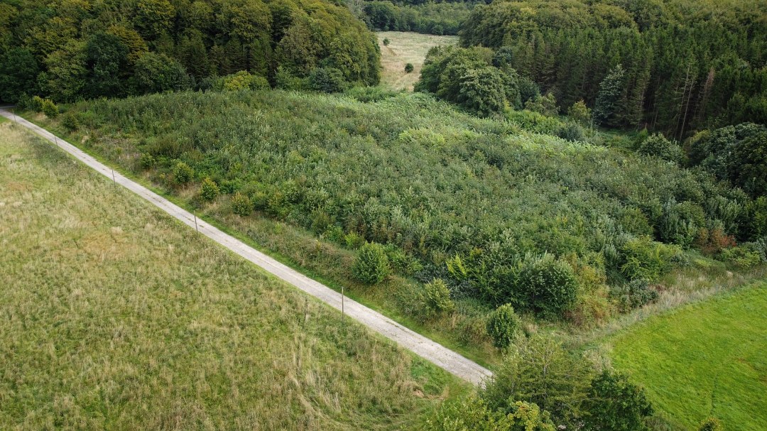 Klimatyczny las Stubnitz, © Landesforst MV Klimatyczny las Stubnitz, © Landesforst MV