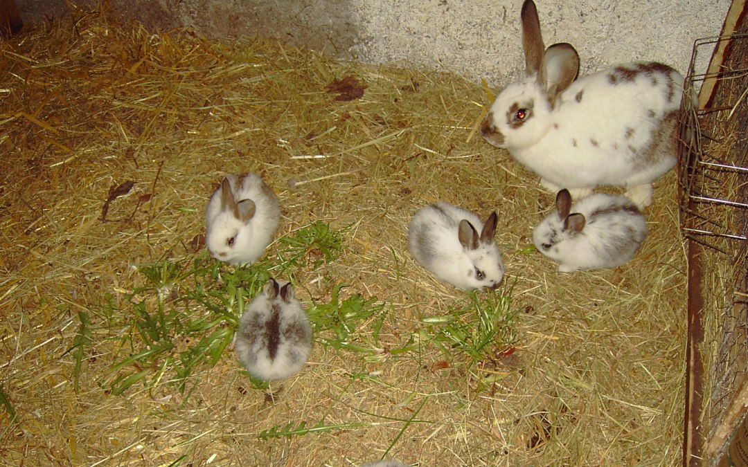 Onze kleintjes in het Birkenhof, © Birgit Possehl
