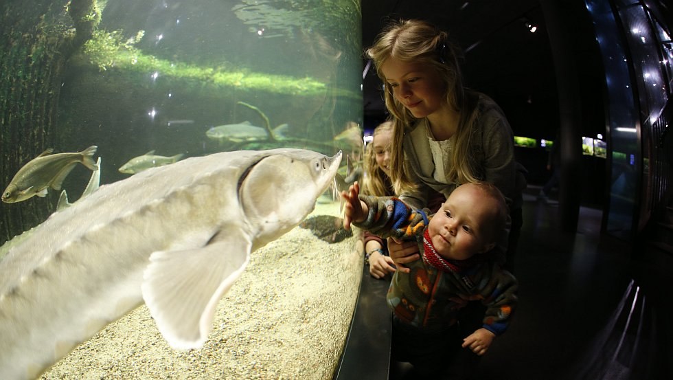 Müritzeum: reis naar de verscholen wereld van de zeebewoners // © MV-T/outdoor-visions.com Müritzeum: reis naar de verscholen wereld van de zeebewoners // © MV-T/outdoor-visions.com