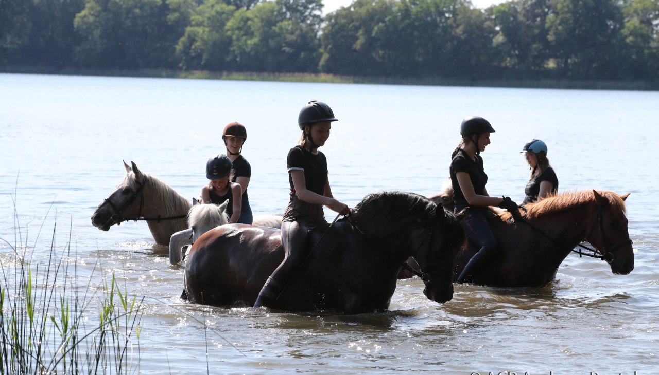 Bij de paardenboerderij Zislow is het mogelijk om met een paard het water in te gaan., © TMV / ACP Pantel