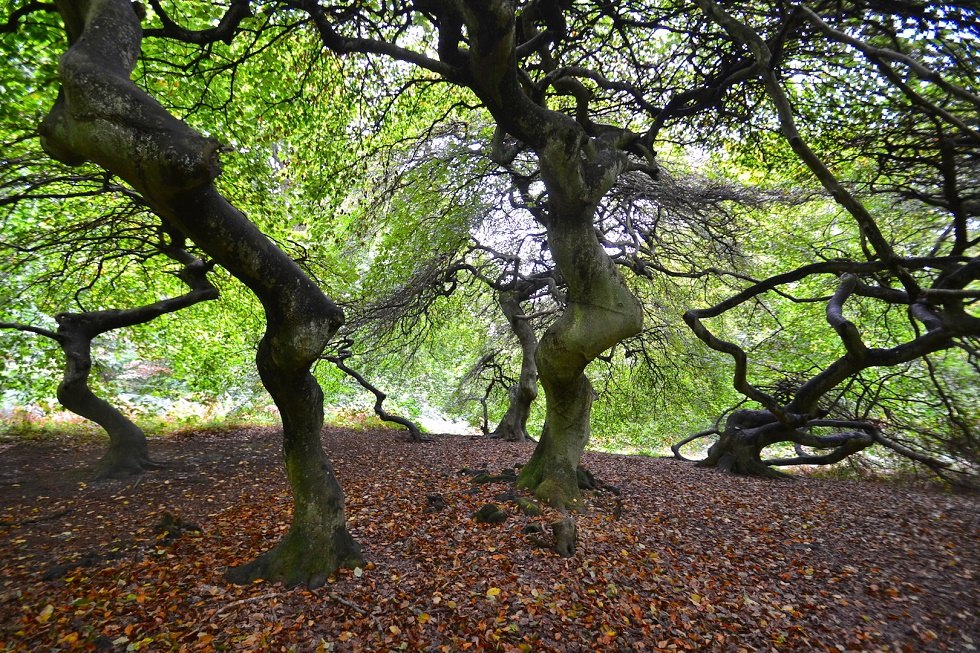 Cripple beeches in Semper forest park, &copy; Tourismuszentrale R&uuml;gen