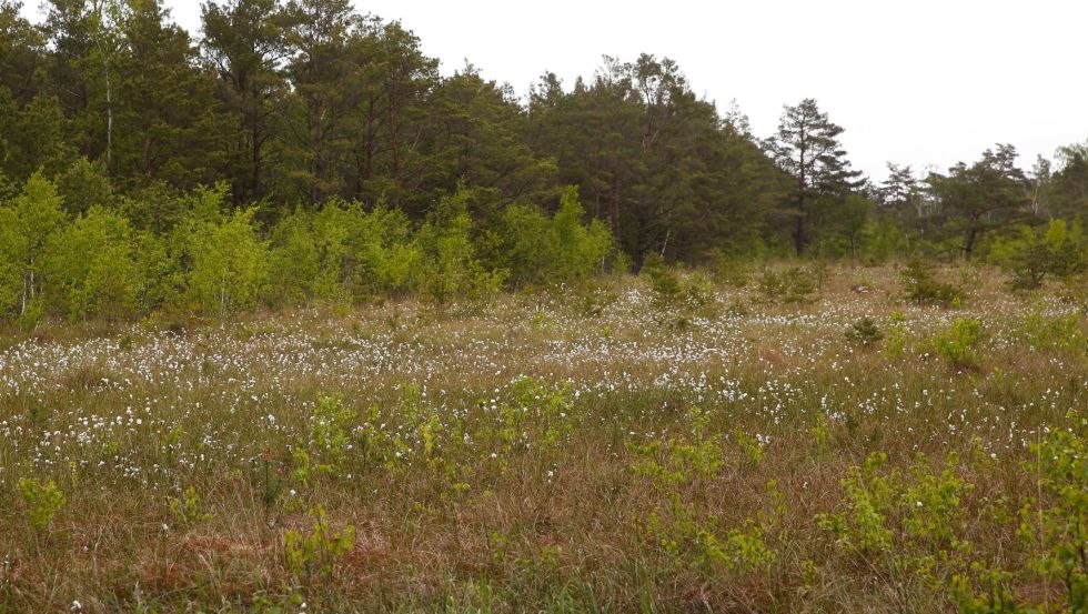 Moorland met katoengras, © TMV/outdoor-visions.com
