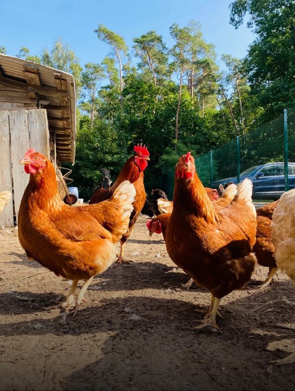 Tyrannosaurus - Chicken // © Martha Bende Tyrannosaurus - Chicken // © Martha Bende