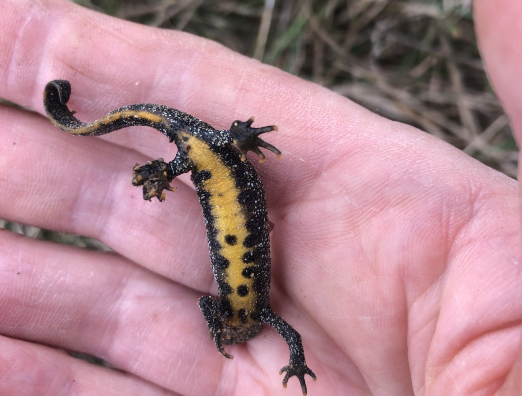 kam-salamander // © Elke Jander kam-salamander // © Elke Jander