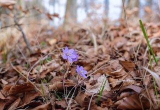 &copy; Nationalpark-Zentrum K&Ouml;NIGSSTUHL