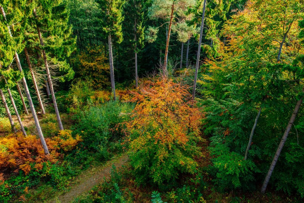 Familienabenteuer: Waldolympiade, © Binzer Bucht Tourismus