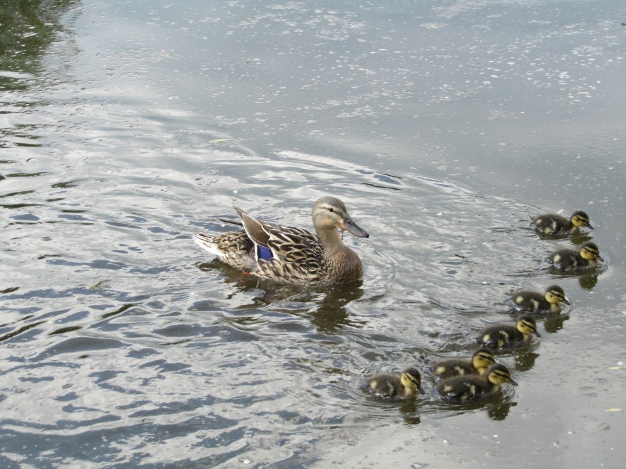 Enten Mühlenteich, © Jana Koch