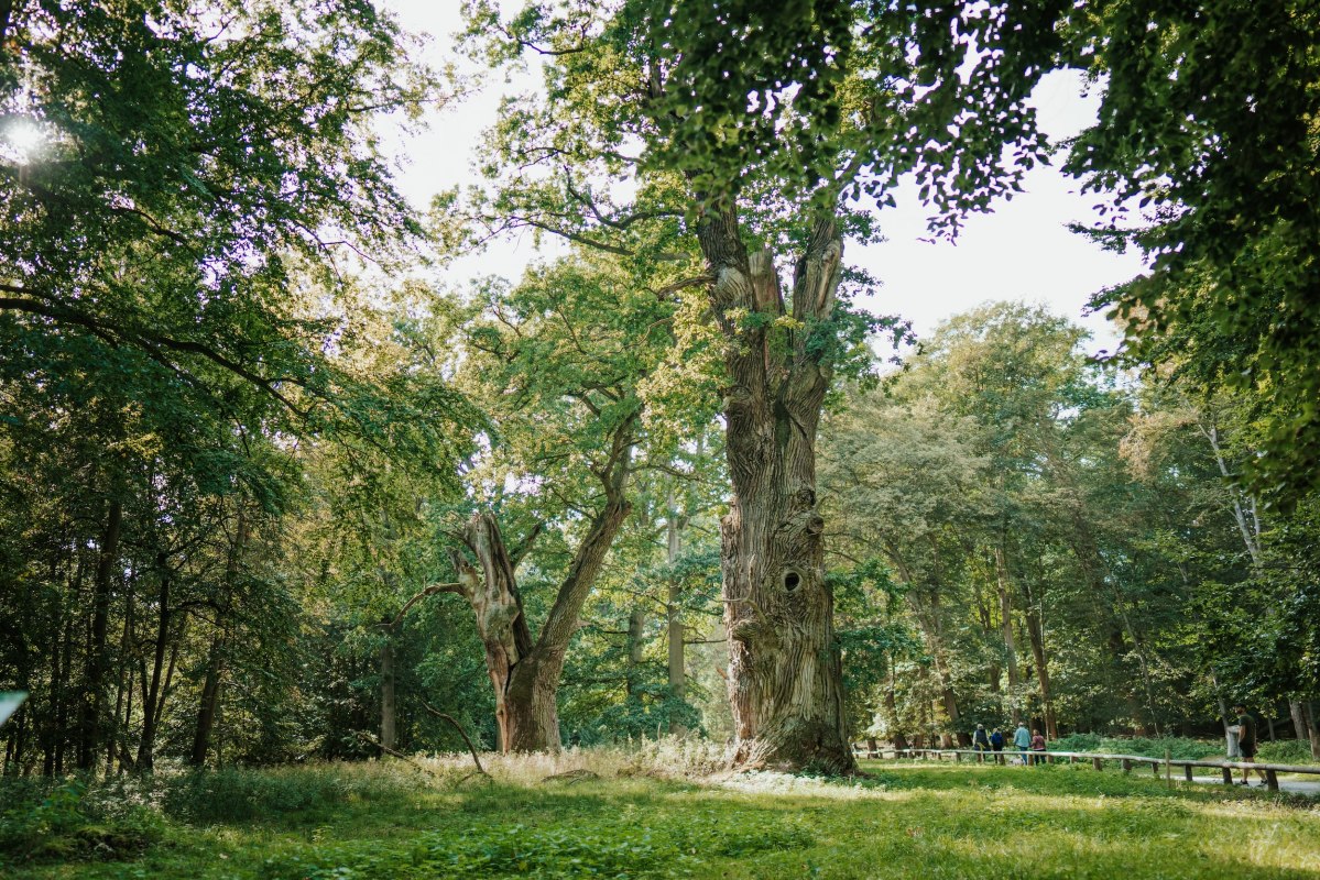 Gnarled trunks tower into the sky, their bark tells of centuries. The Ivenack oaks are among the oldest trees in Germany and are located in the nature reserve near Stavenhagen. Light falls through the dense canopy and bathes the forest floor in a soft green - a place that inspires awe. // &copy; 1000seen.de