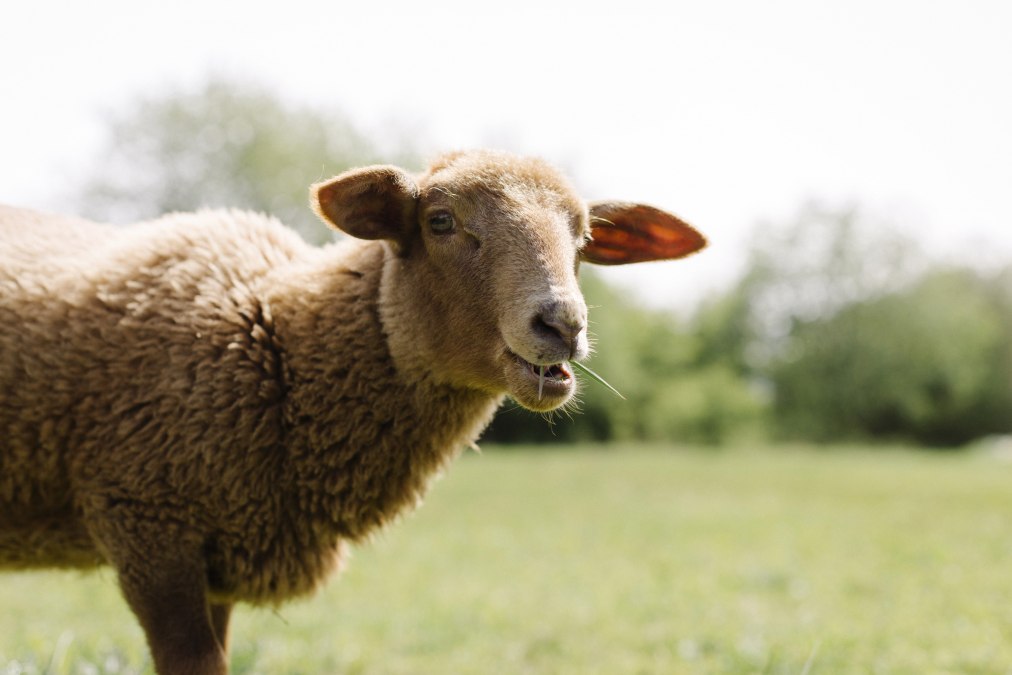 Valentina op de schapenweide, © Land der Tiere