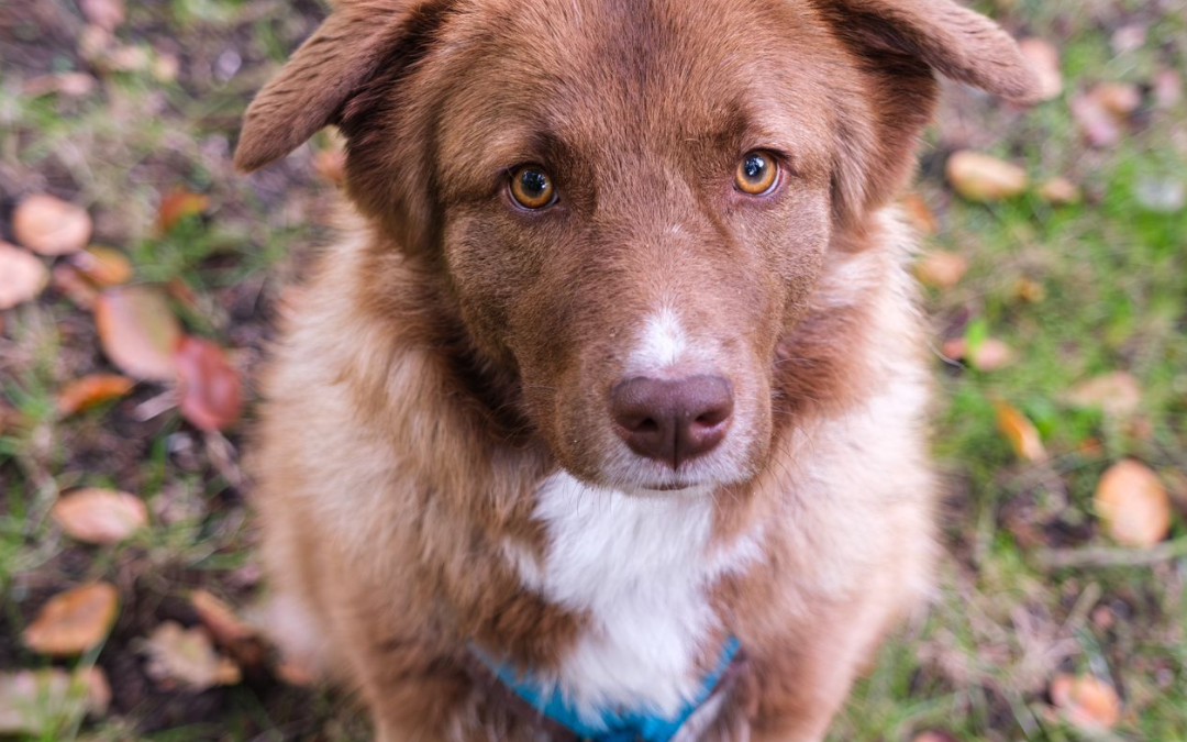 World Dog Day, © Zoo Schwerin
