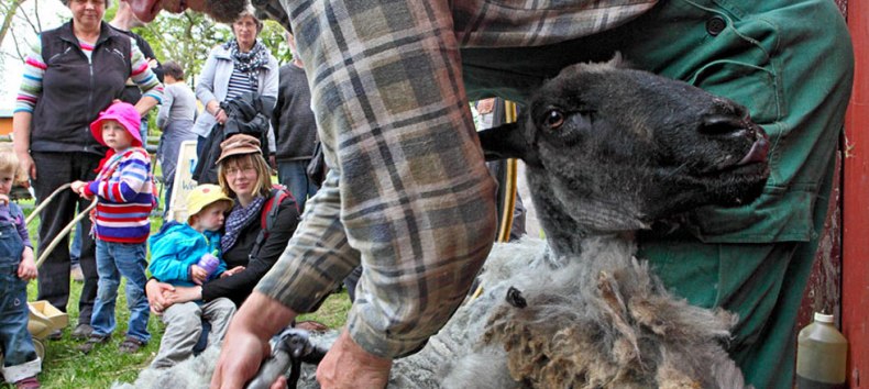 Sheep shearing in the open-air museum Klockenhagen // &copy; Freilichtmuseum Klockenhagen