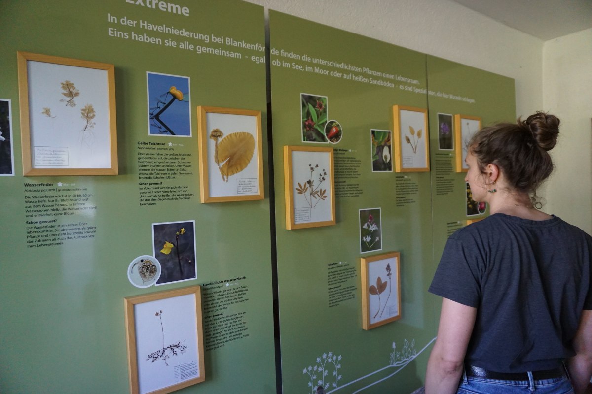 De tentoonstelling „Leefgebied van de extremen“ biedt een kijkje in het leefgebied van de Zotzensee-laagvlakte. // © Wiebke Döbbert De tentoonstelling „Leefgebied van de extremen“ biedt een kijkje in het leefgebied van de Zotzensee-laagvlakte. // © Wiebke Döbbert