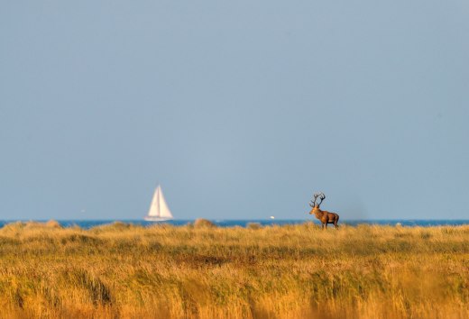 Een prachtig hert staat majestueus in het gouden herfstlandschap van het Vorpommersche Boddenlandschaft National Park, terwijl op de achtergrond een zeilboot vredig over de Boddenzee glijdt - een harmonieus samenspel van wildernis en kustidylle., © Klaus-Herbert Schröter Een prachtig hert staat majestueus in het gouden herfstlandschap van het Vorpommersche Boddenlandschaft National Park, terwijl op de achtergrond een zeilboot vredig over de Boddenzee glijdt - een harmonieus samenspel van wildernis en kustidylle.