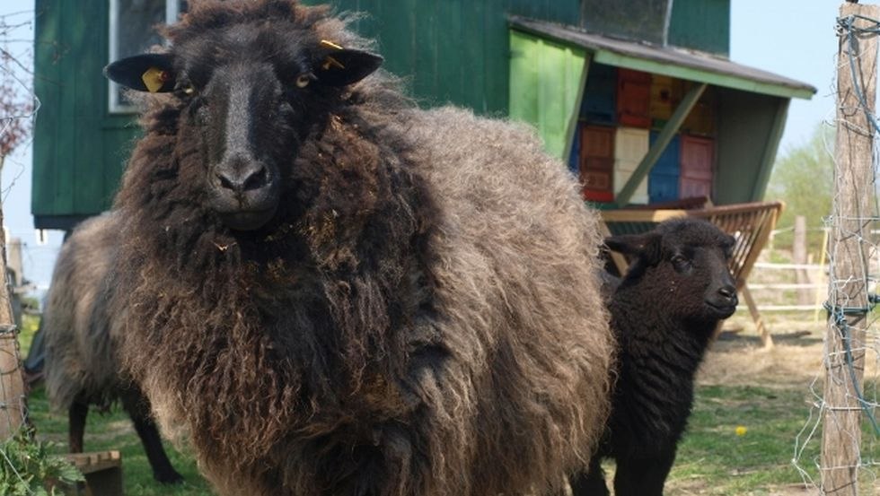 Animals on the farm // © N.Triphahn Animals on the farm // © N.Triphahn