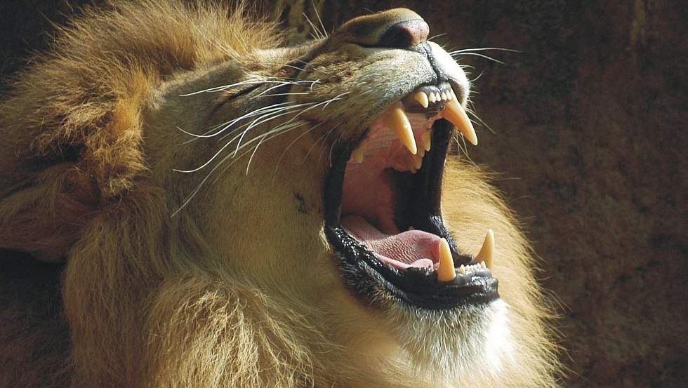 Pazur the lion at Ueckermünde Zoo, © Tierpark Ueckermünde