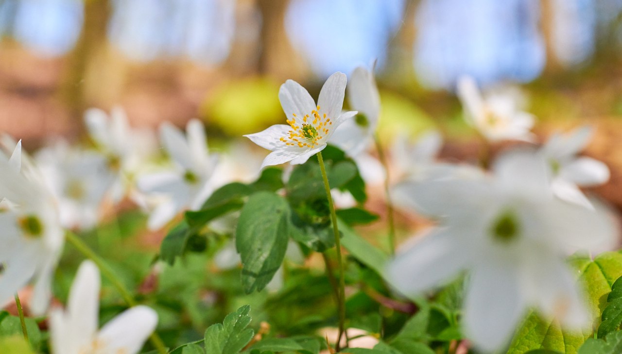 20230508-Granitz-39-Foto-Burwitz-Pocha, &copy; KV Sellin