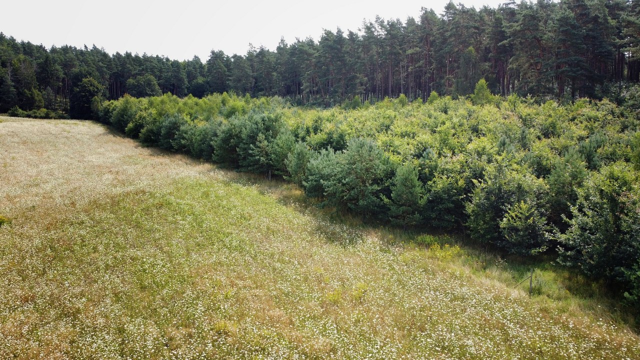 Klimatyczny las Neustrelitz, &copy; Landesforst MV