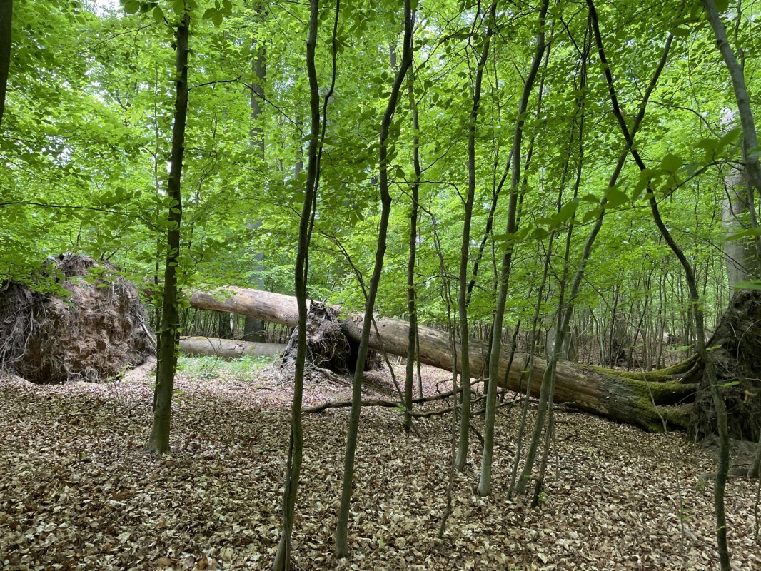 M&uuml;ritz-Nationalpark-bei-Gr&uuml;now-2(c)Britta_Daedelow-Seydl, &copy; Britta Daedelow-Seydl