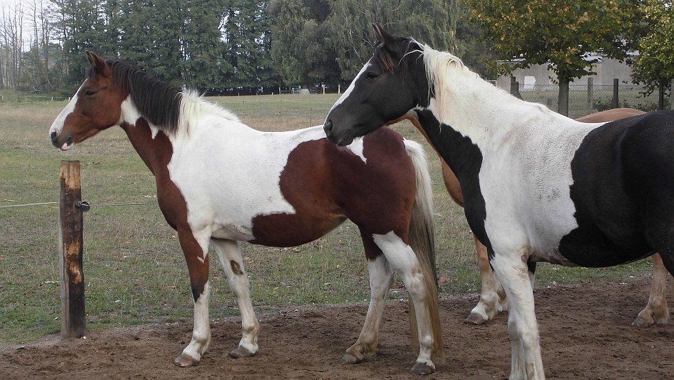 Paardenfokkerij Landhaus Polak, &copy; Polak