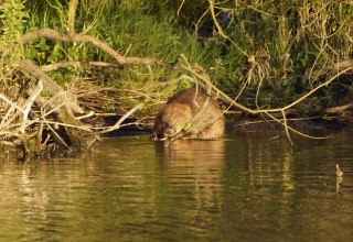 Beaver, © SeenLandAgentour GmbH