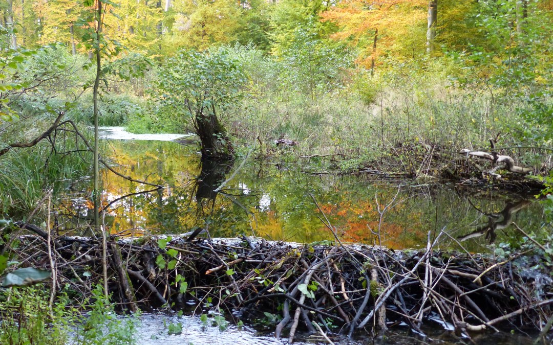 Beverdam op de Radebach, © Naturpark Sternberger Seenalnd