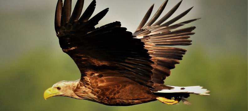 White-tailed eagle in flight, &copy; J&ouml;rg Dollmanski