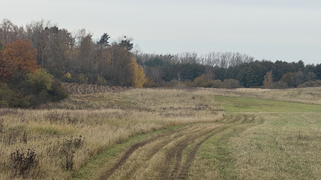 TMV/Kampania sadzenia drzew, © Vier-Tore-Stadt Neubrandenburg