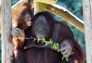 Dzień orangutana w zoo w Rostocku. // &copy; Zoo Rostock/ Kloock