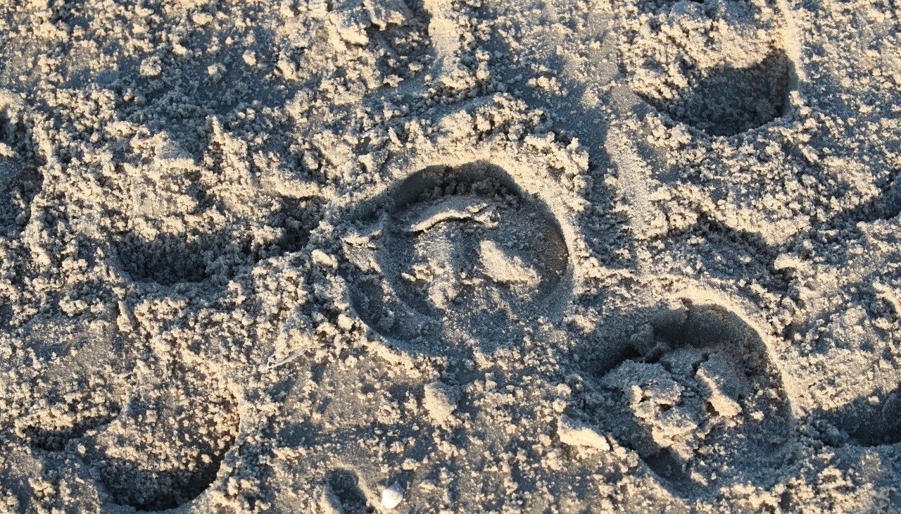 Jazda na plaży, © TMV/ACP Pantel Jazda na plaży, © TMV/ACP Pantel