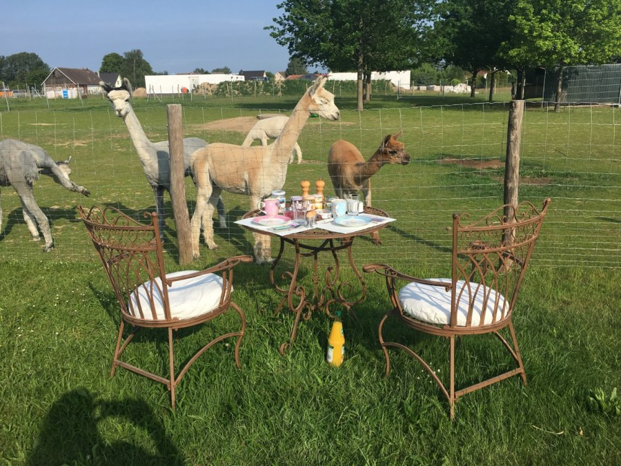 Kleine alpacaboerderij in Penkow, © Fleesensee Alpakas