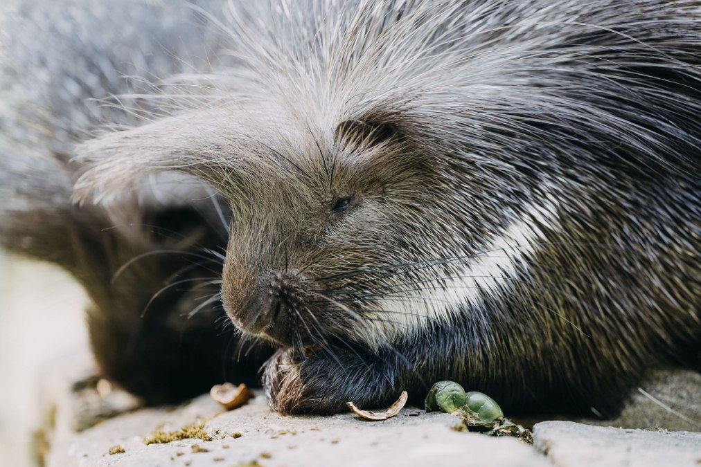 TheresaLangeFotografie_TIERGARTEN_NEUSTRELITZ_043, © Theresa Lange Fotografie
