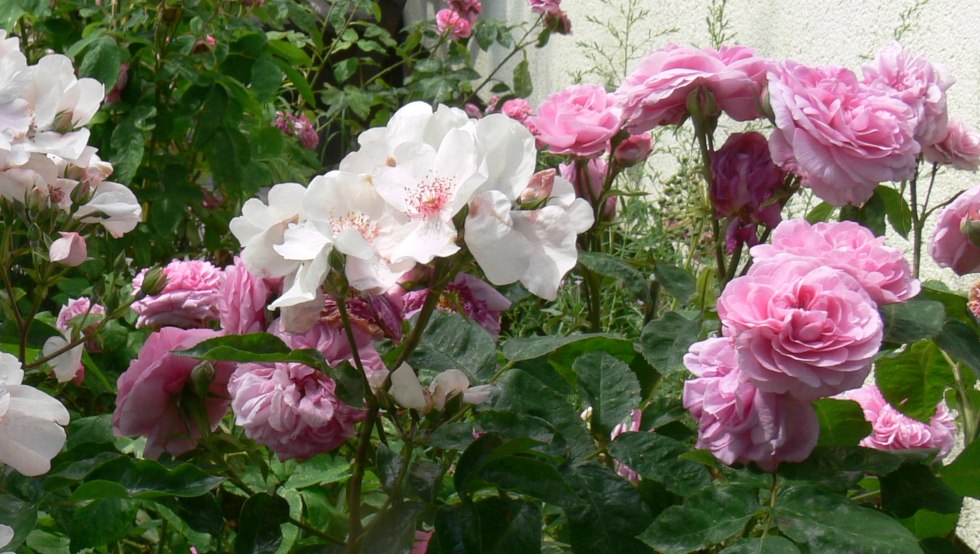 Magnificent roses in Schlemmin // &copy; Rosentau-Keramik/Rehfeld