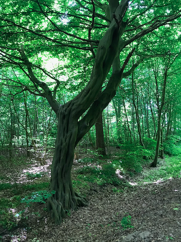 Hornbeam // &copy; K.Klokow