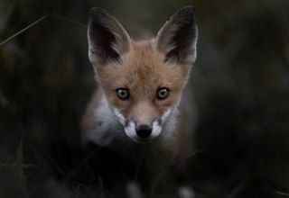 © Vincent Munier © Vincent Munier
