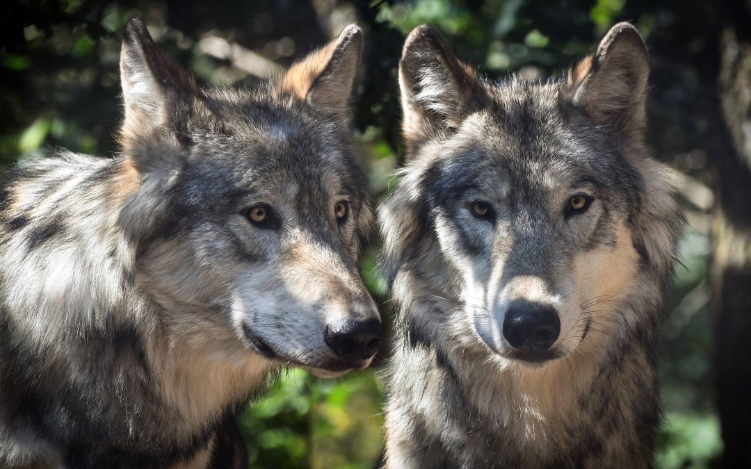 wolf-2984865_1920, © Christel SAGNIEZ/Pixabay