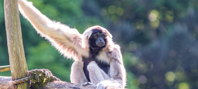Capped gibbon at Schwerin Zoo during the evening safari, © Zoo Schwerin