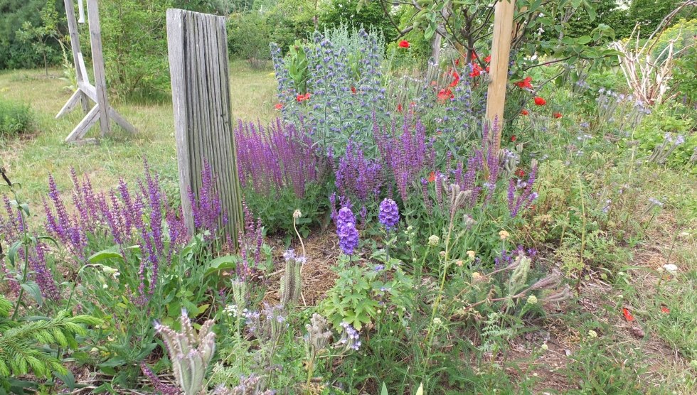 Flowering herbs with culinary surprises, © Martin Hagemann