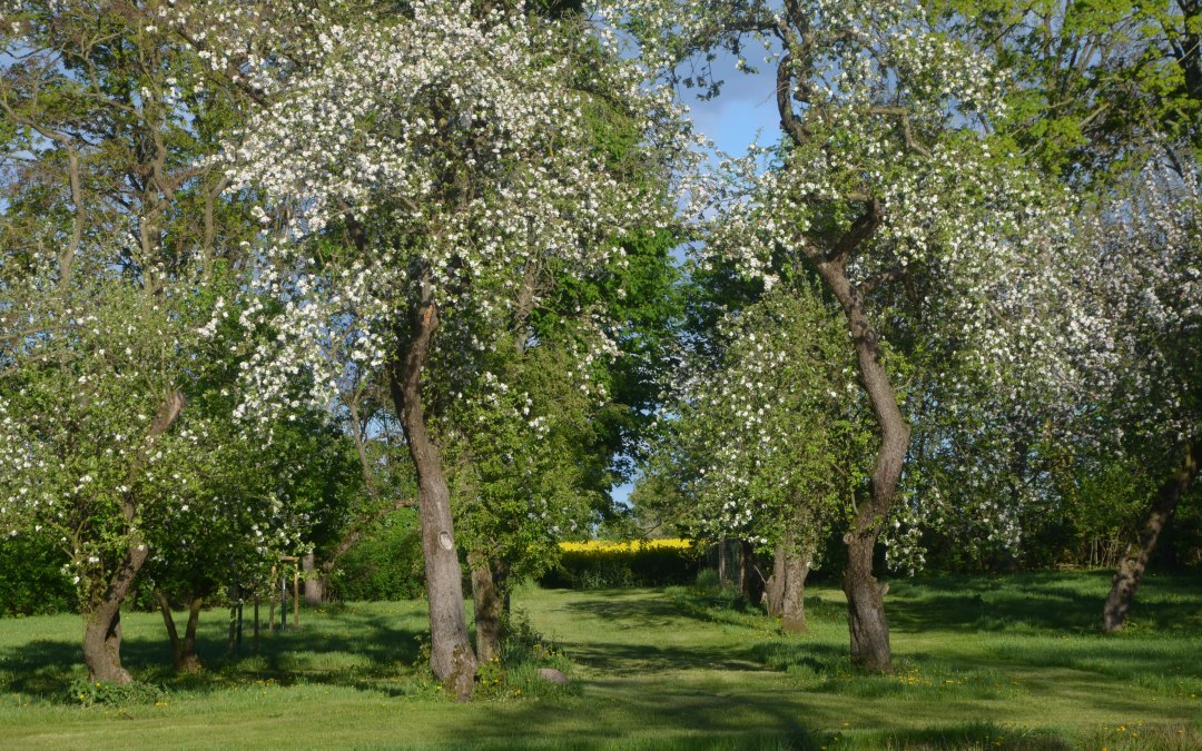 The garden behind the manor house, © Annkatrin Rabe