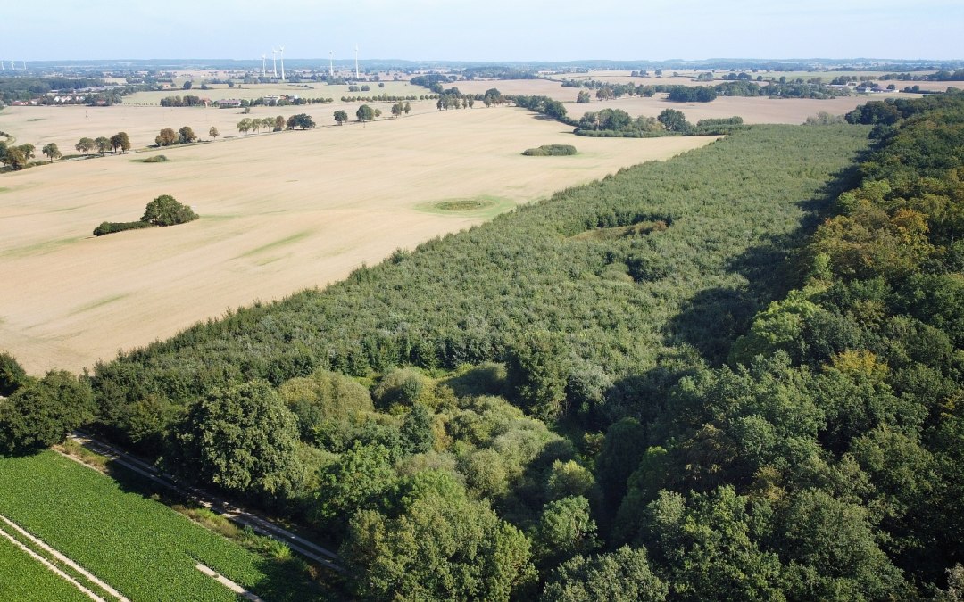 Klimaatbos Seefelder Holz, © Landesforst MV