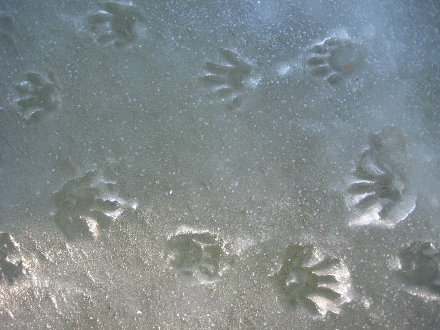 Śledzenie niedźwiedzia strażnika 9.1.2016_UMeßner, © Ulrich Meßner